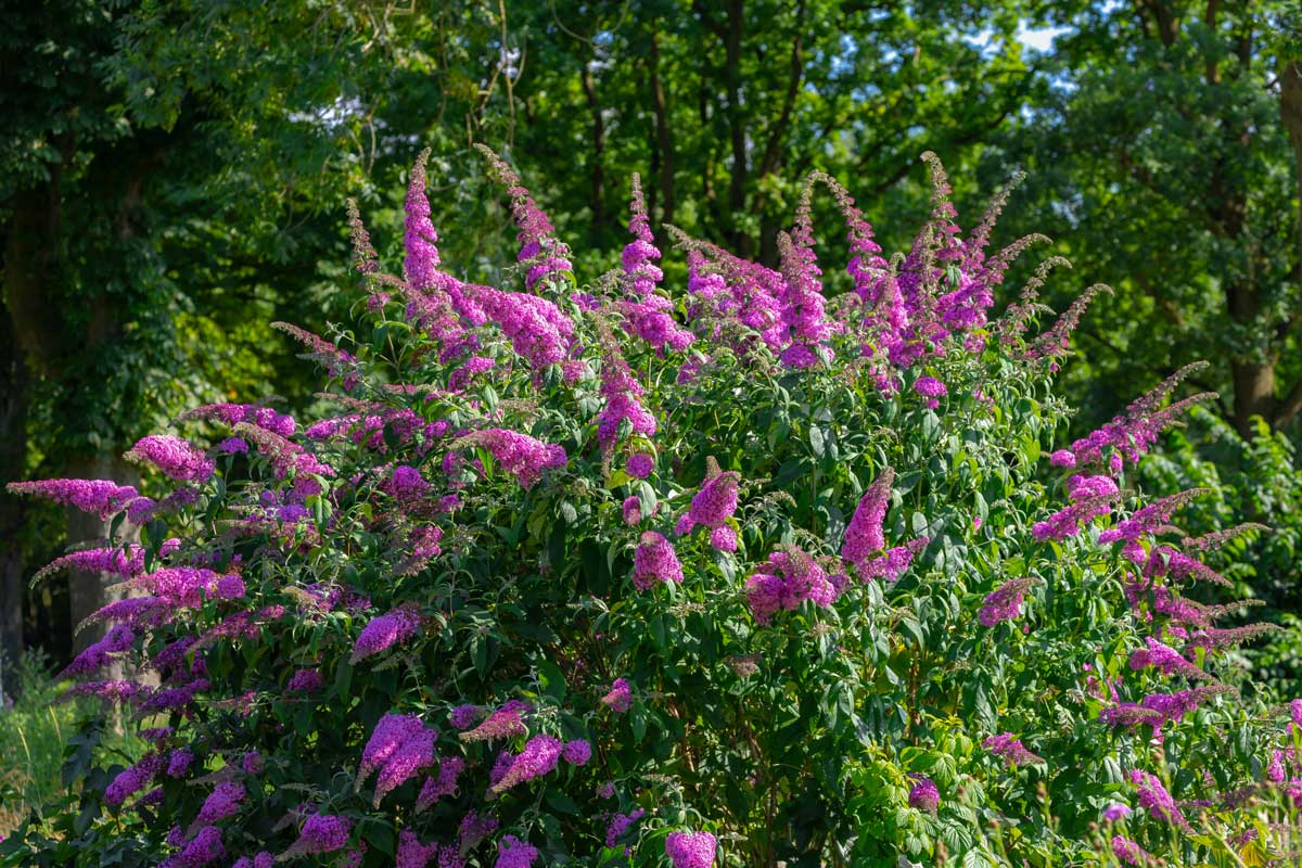 Buddleia