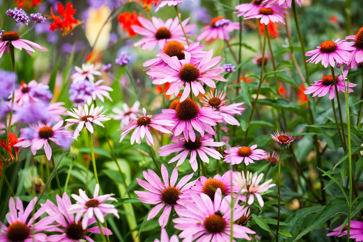 Echinacea