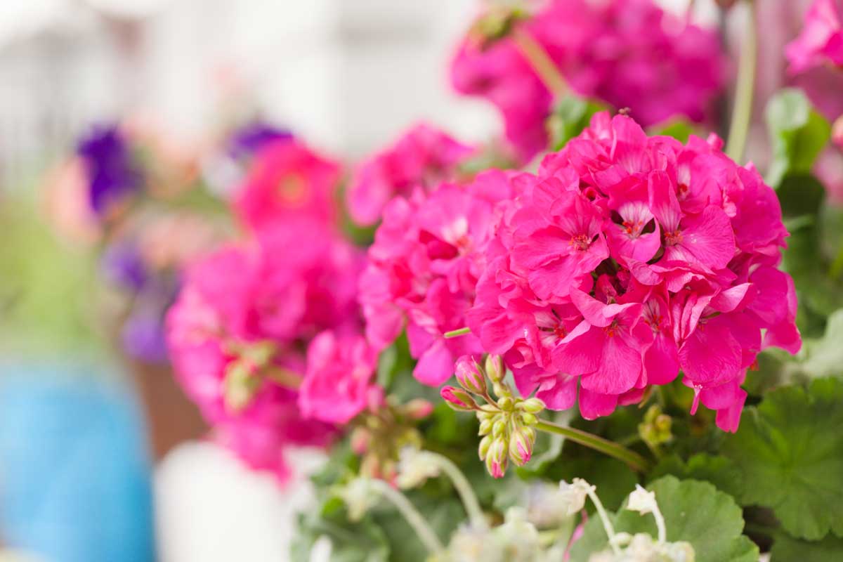 Geraniums