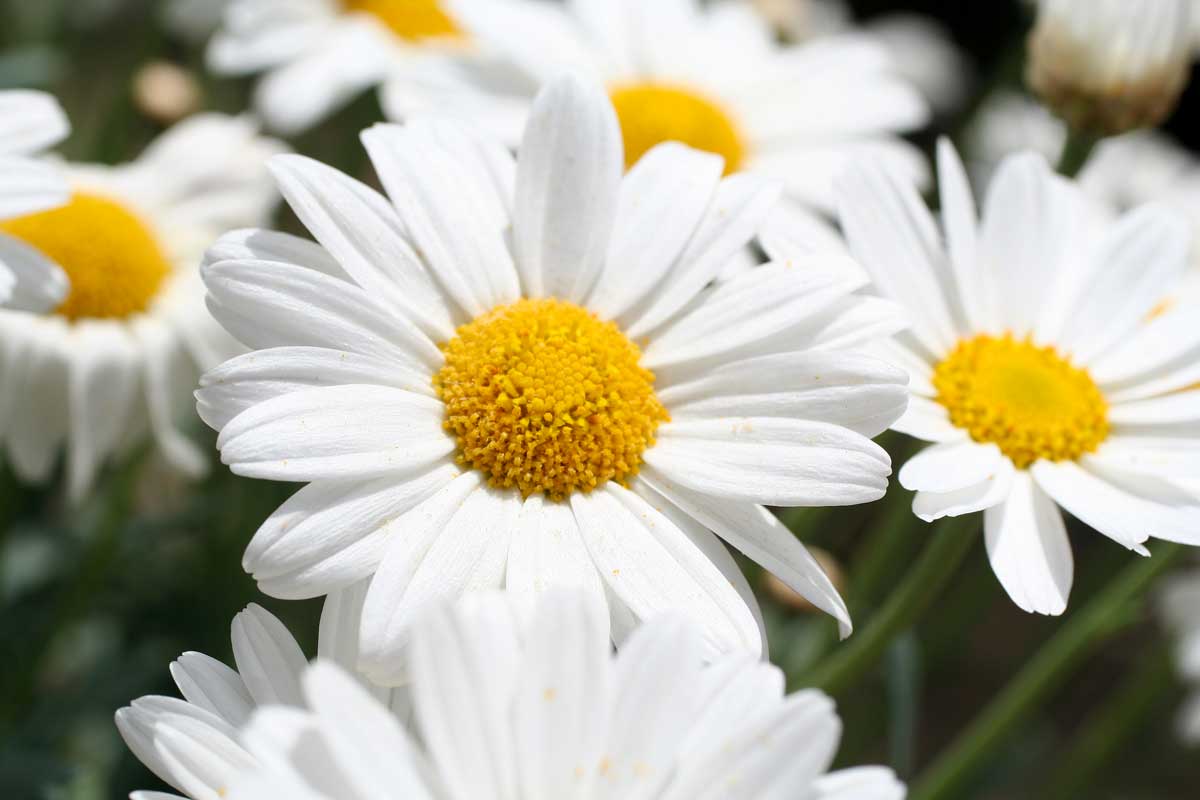 Leucanthemum