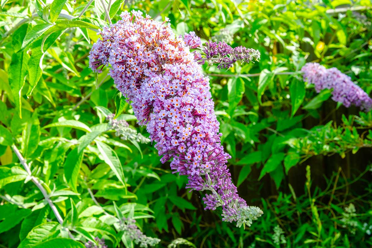 Fleurs d'été vivaces