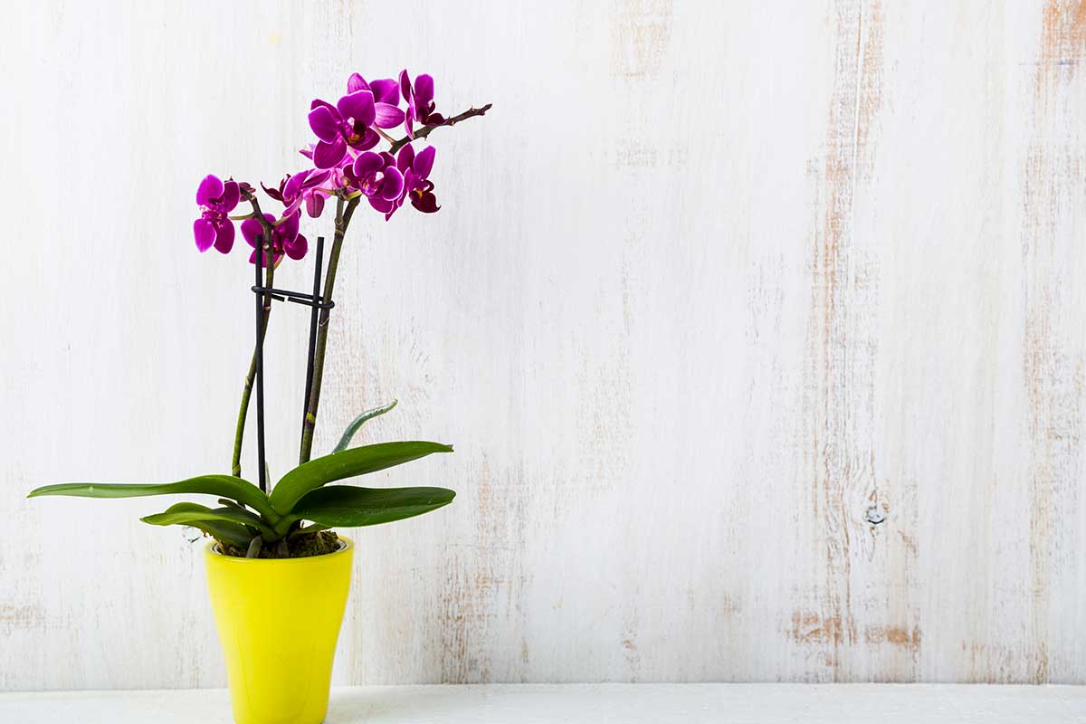 orchidée turquoise dans un vase jaune