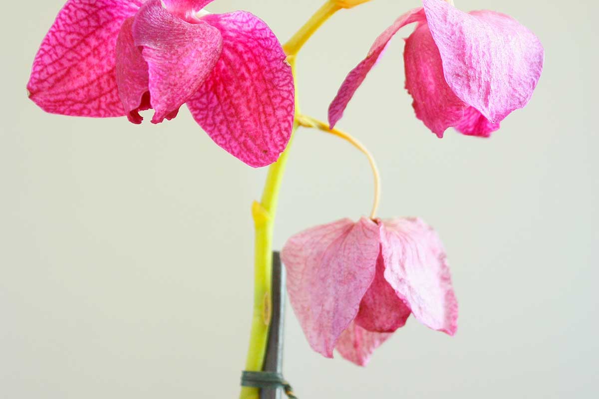Fleurs d'orchidées fanées.