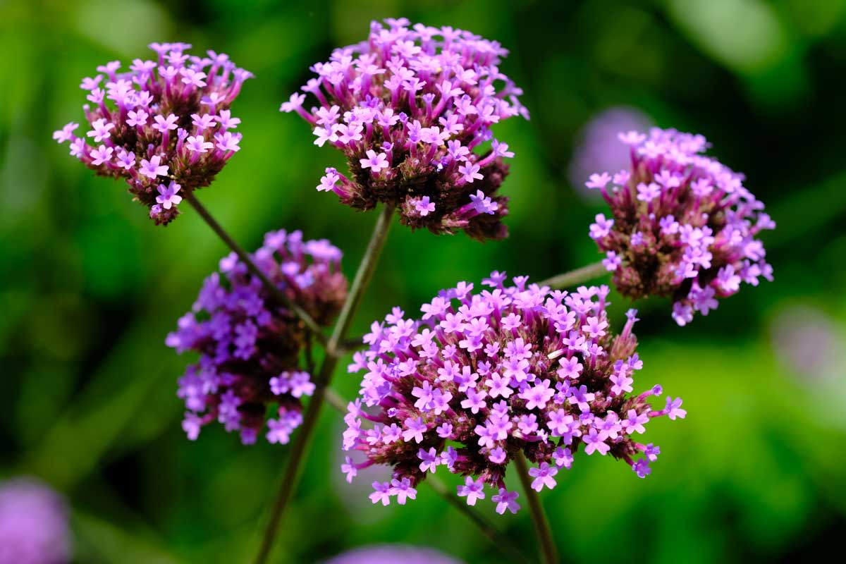 Verveine (Verbena officinalis)