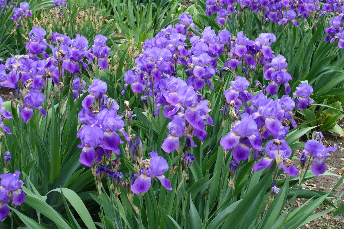 Iris (Iris germanica)