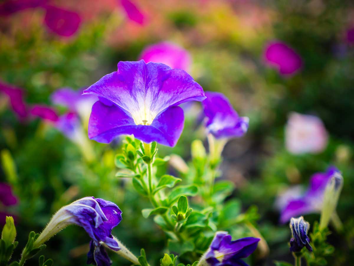 Pétunia (Petunia hybrida)