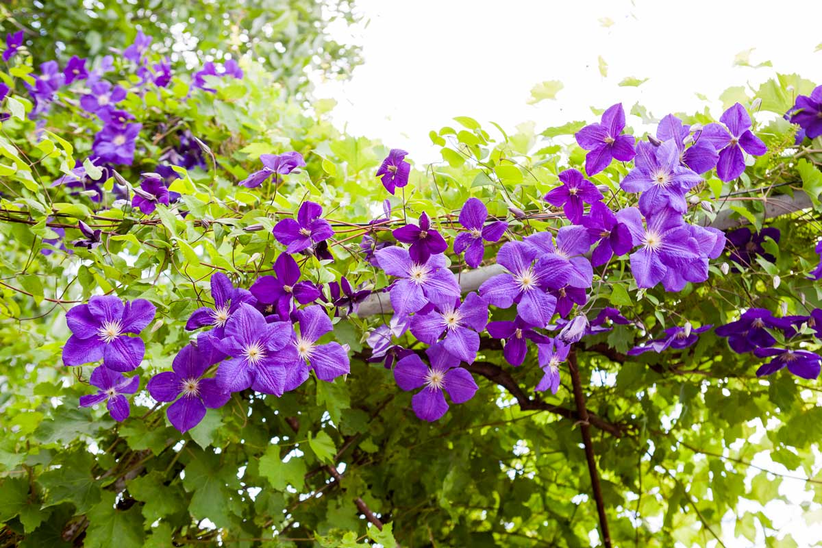 Clématite (Clematis)