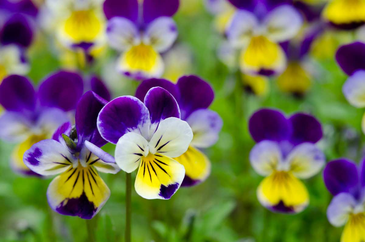 Pensée (Viola tricolor)