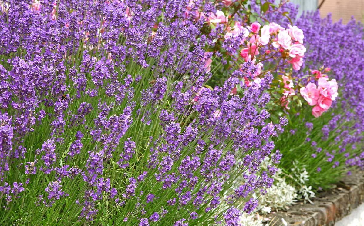 Lavande (Lavandula angustifolia)