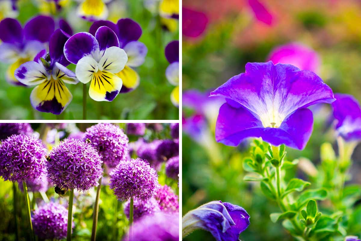 Fleurs violettes