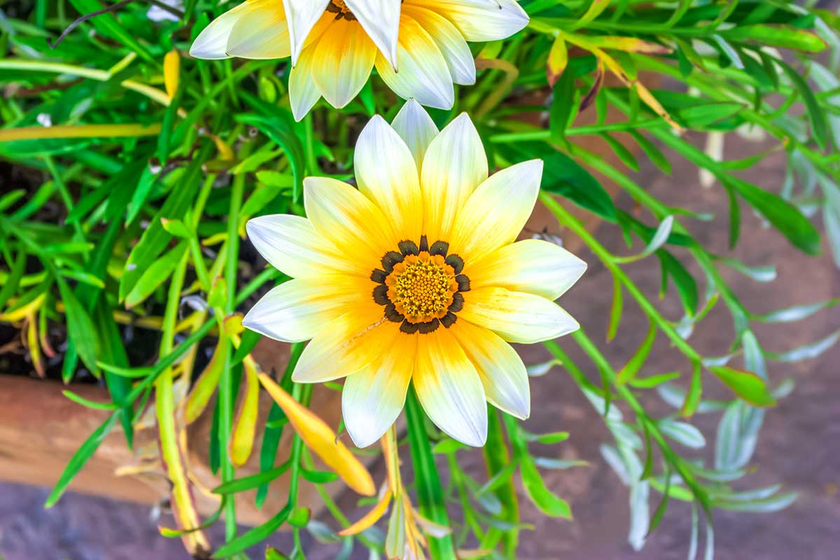 gazania en pot