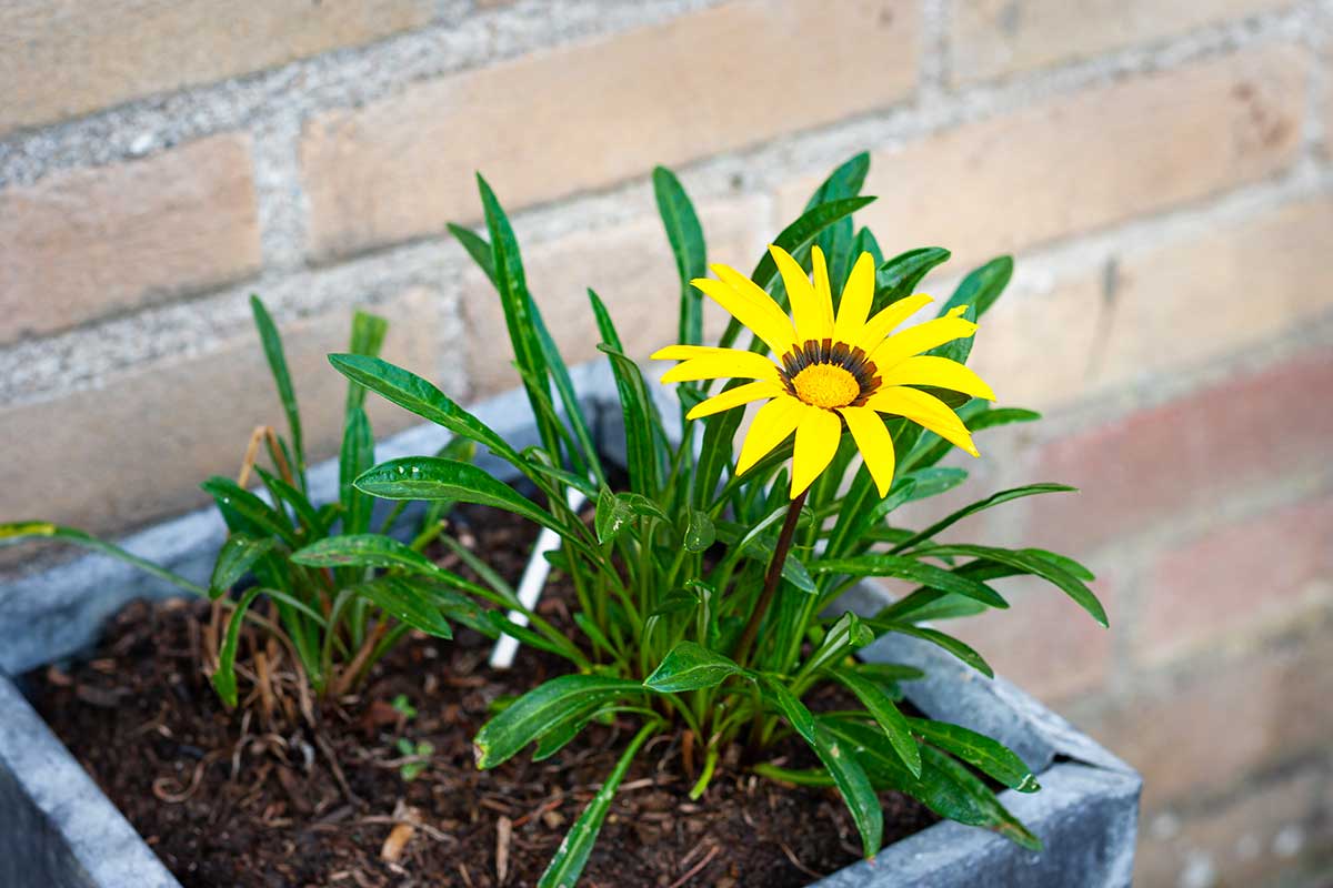 gazania en pot