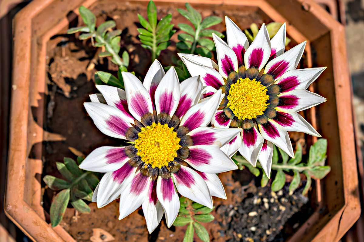 Gazania en pot sur le balcon.