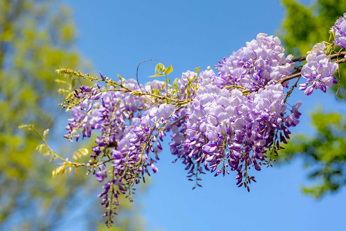 glycine à partir de boutures