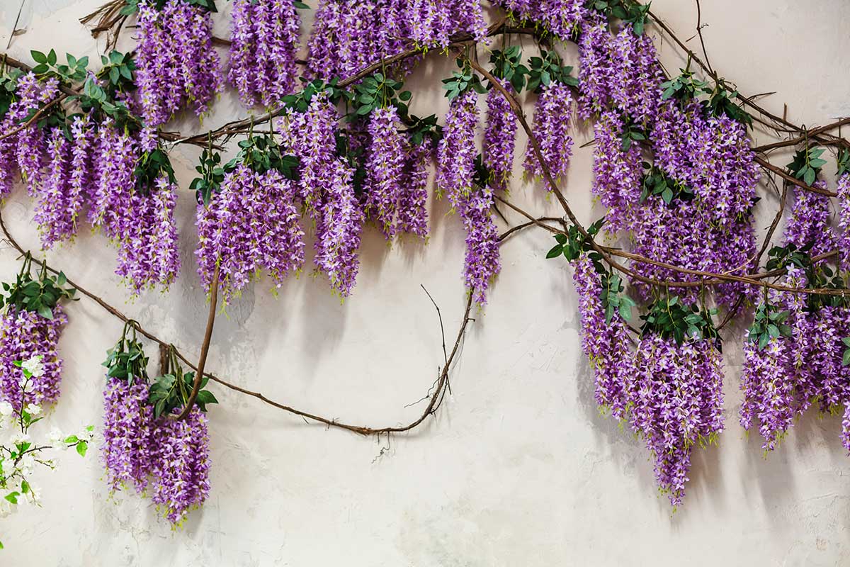 Glycine culture en pot