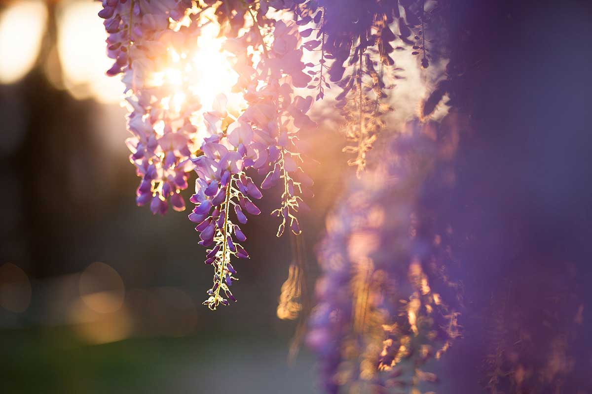 Glycine en pot