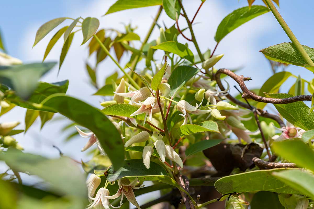 cultiver la Holboellia latifolia