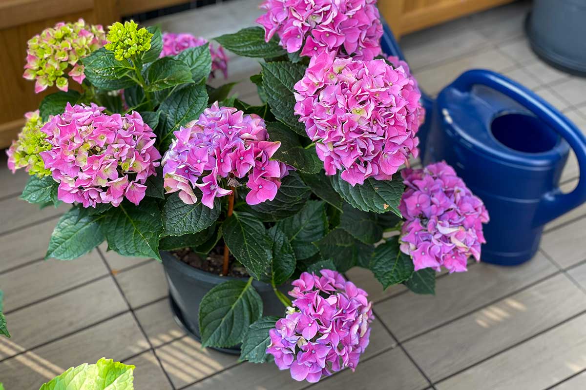 Fleurs d'Hortensias rose en pots sur un balcon.