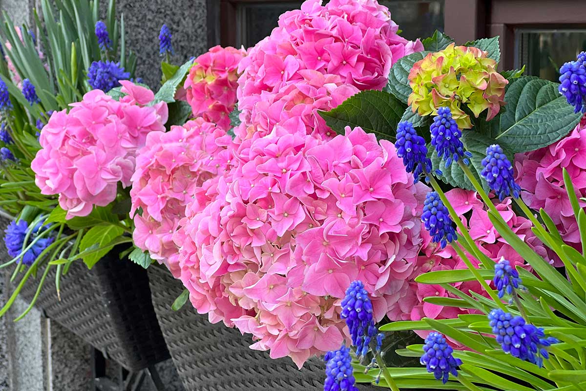 Hortensias en pots sur le balcon.