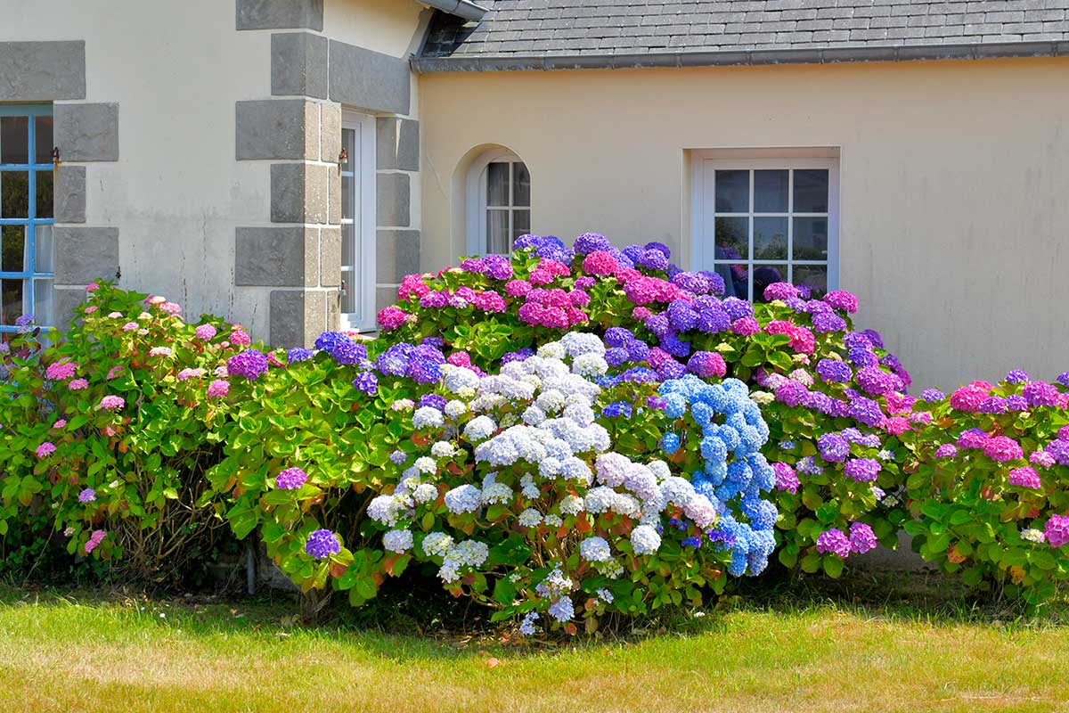 hortensia à la fin du mois d'août