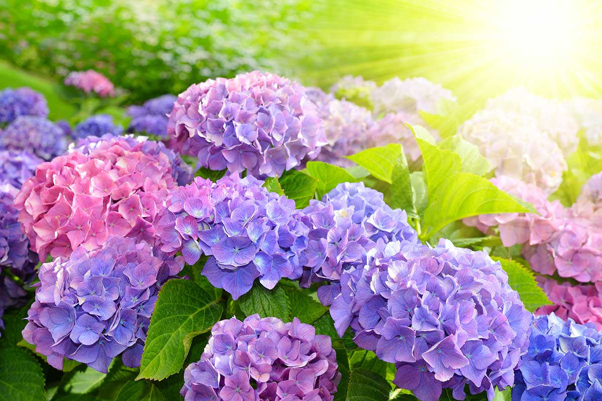 hortensia