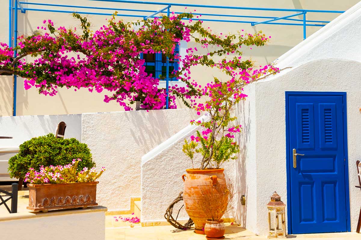 bougainvilliers en pots