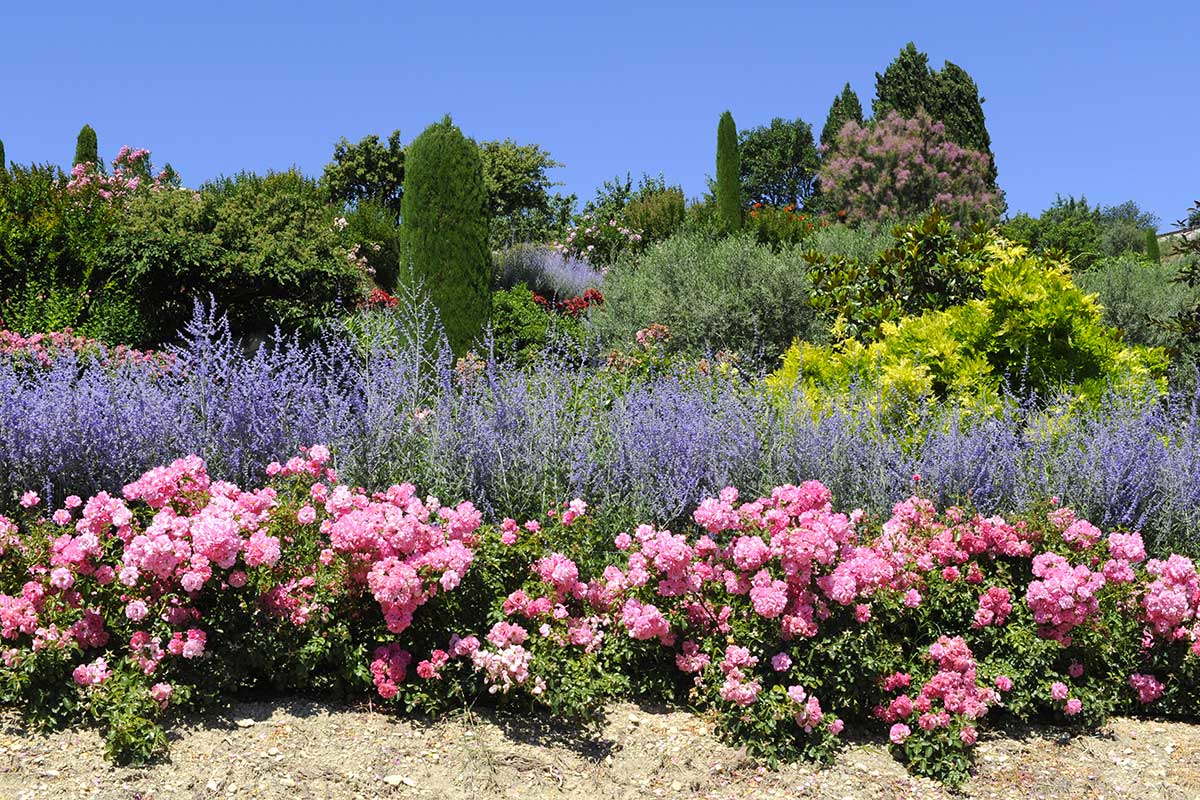 roses et lavande