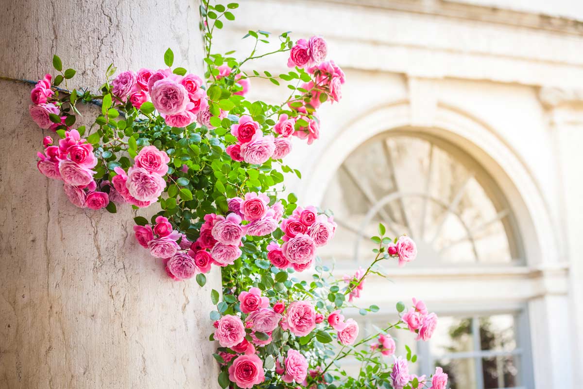roses grimpantes magnifique sur une colonne