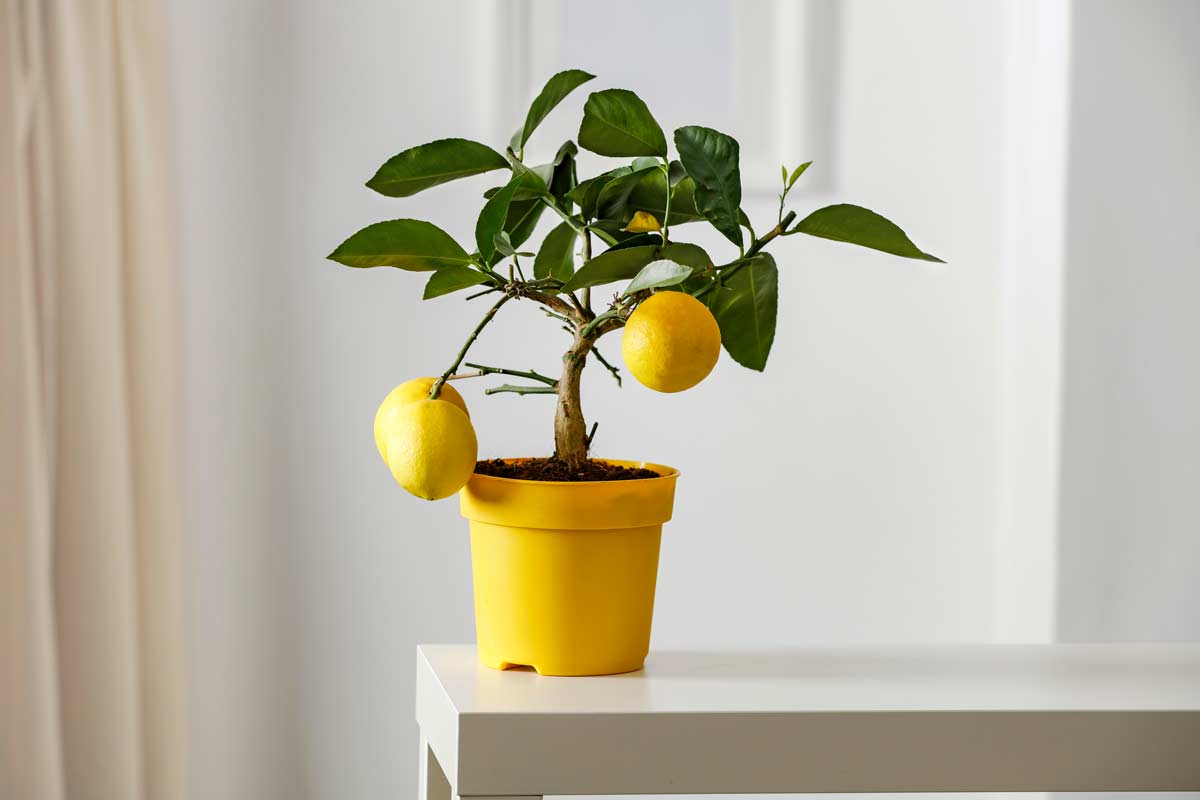 Citronnier dans un pot jaune avec deux citrons.