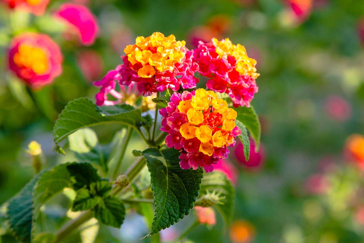 lantana boutures