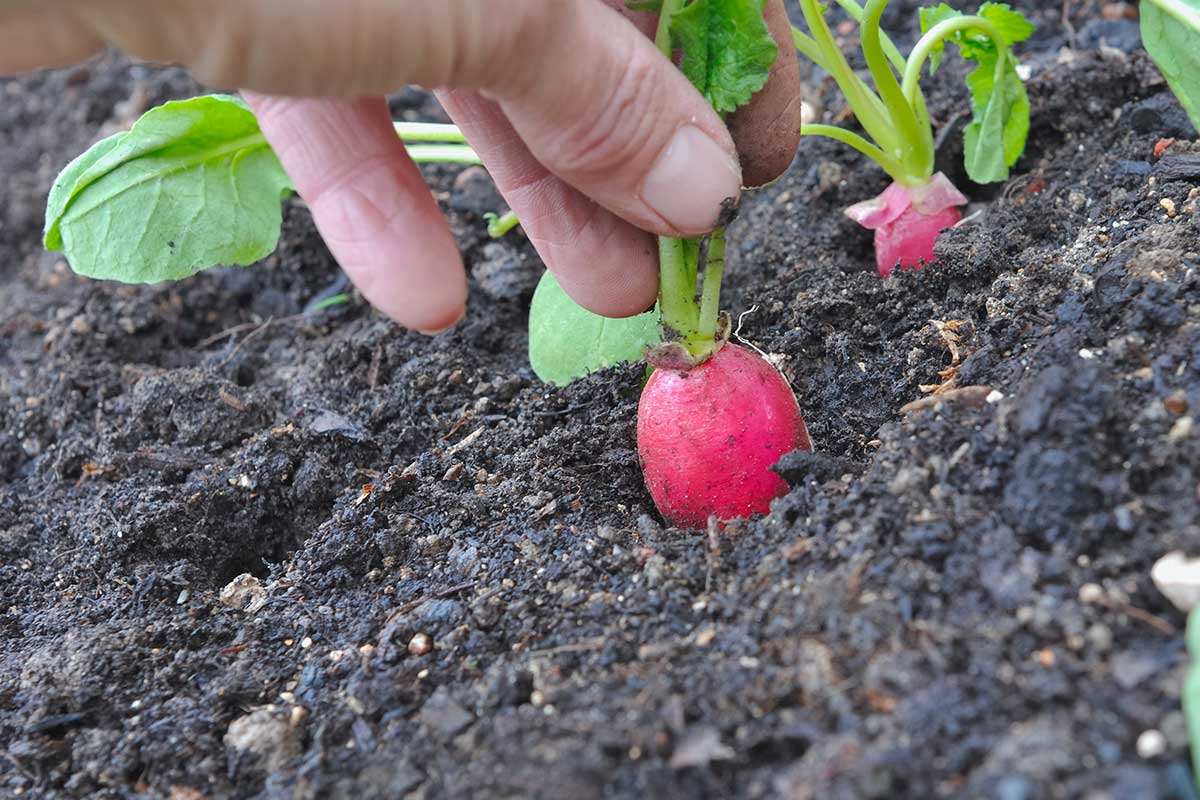 légumes à cultiver en août