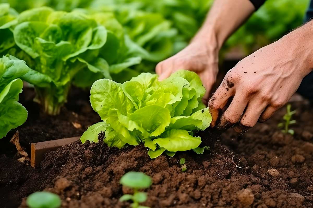 légumes à planter entre le mois d'août et septembre