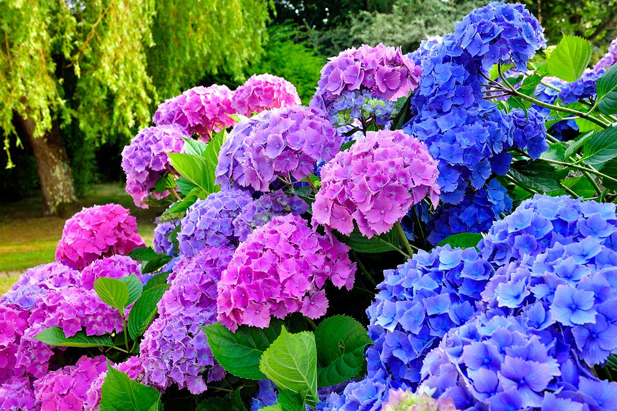 hortensias dans le jardin par boutures