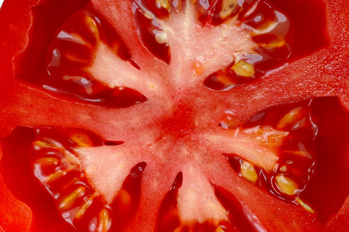 obtenir des graines de tomates