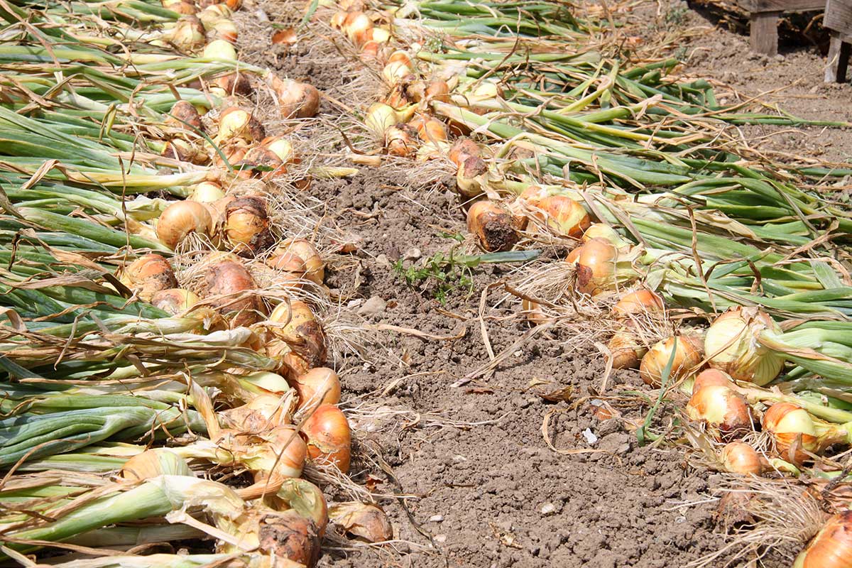 oignons potager automne