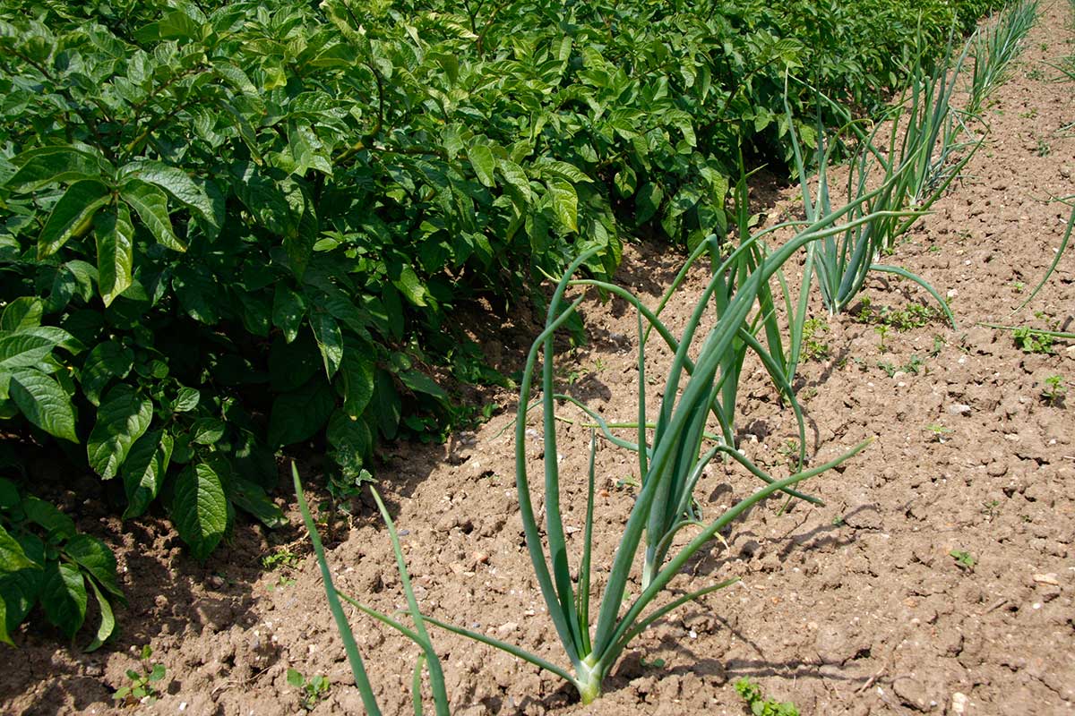 oignons potager automne