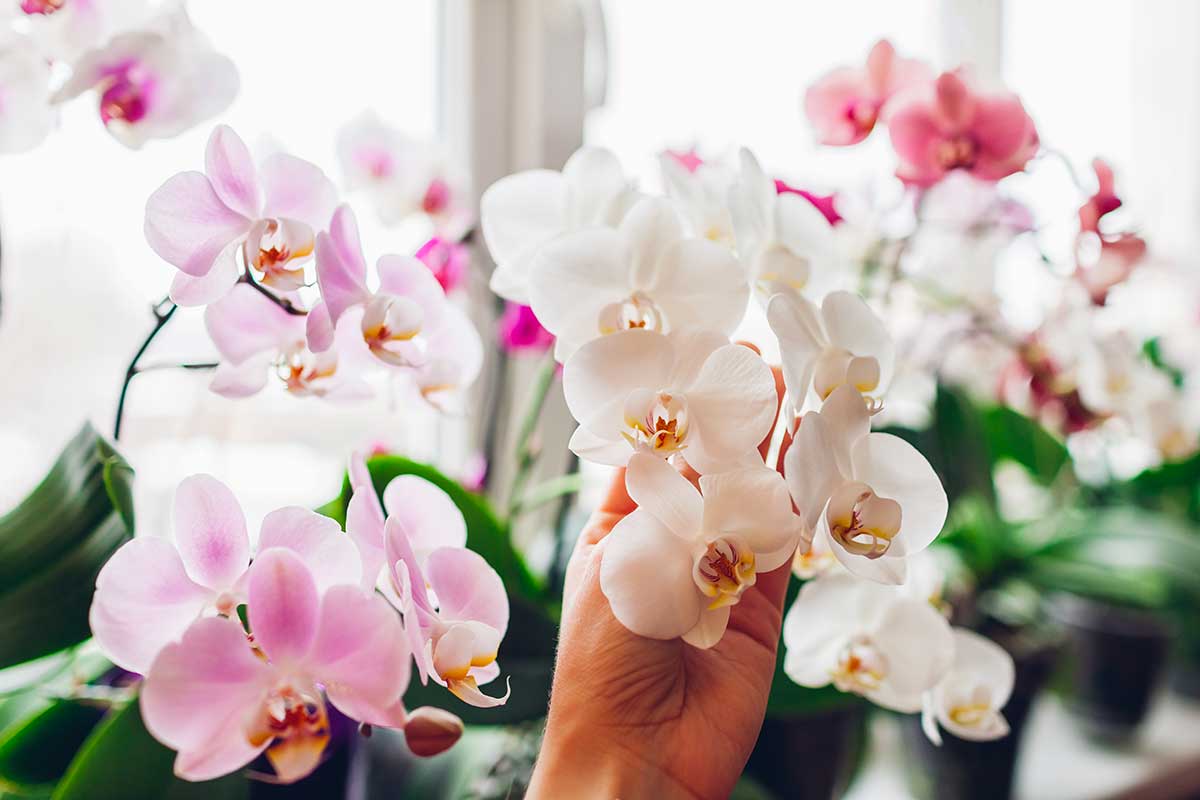 pomme de terre engrais pour orchidées