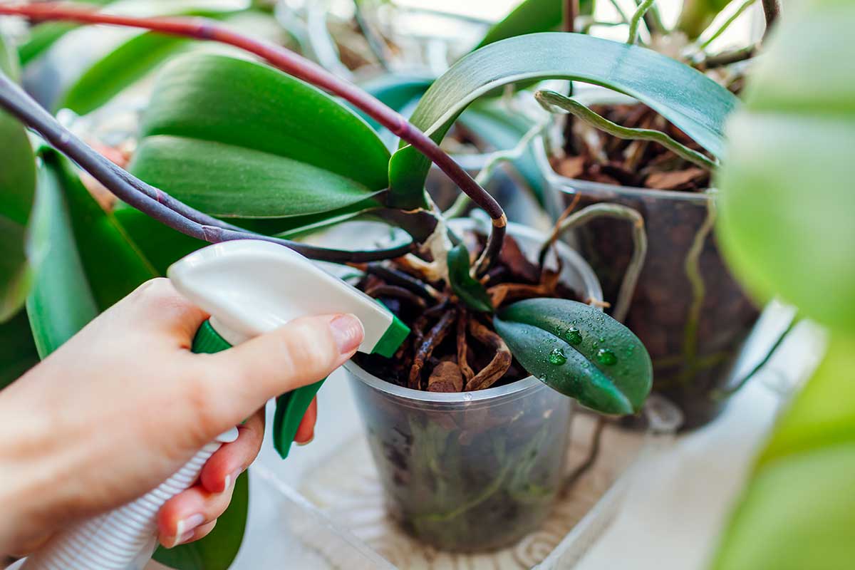 racines orchidées
