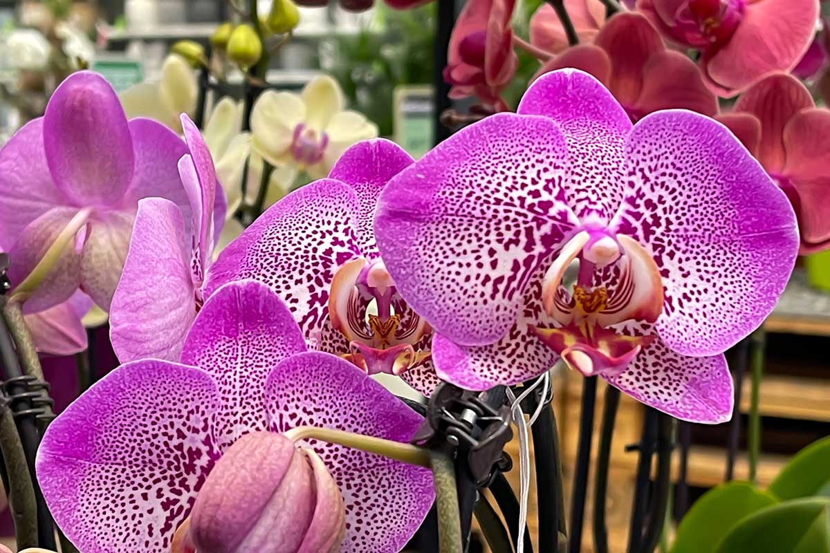 racines orchidée