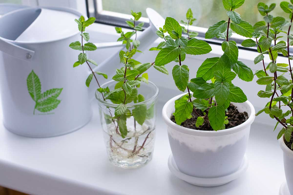 Menthe en pot sur rebord de fenêtre dans la cuisine