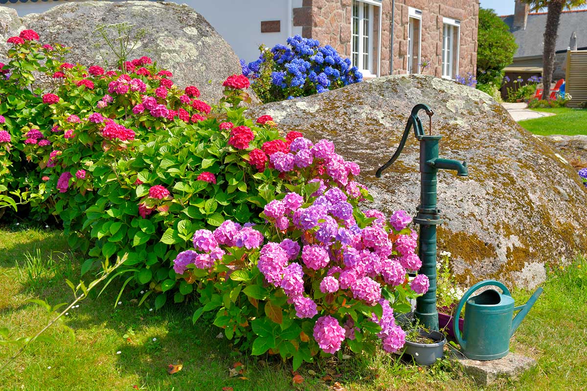 plantes à tailler absolument à la fin de l'été