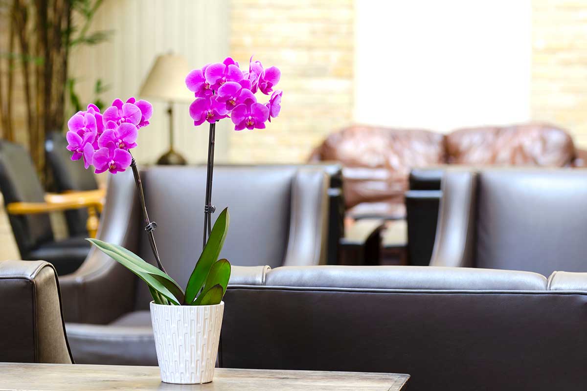 Orchidée en dans un pot blanc sur une table basse.
