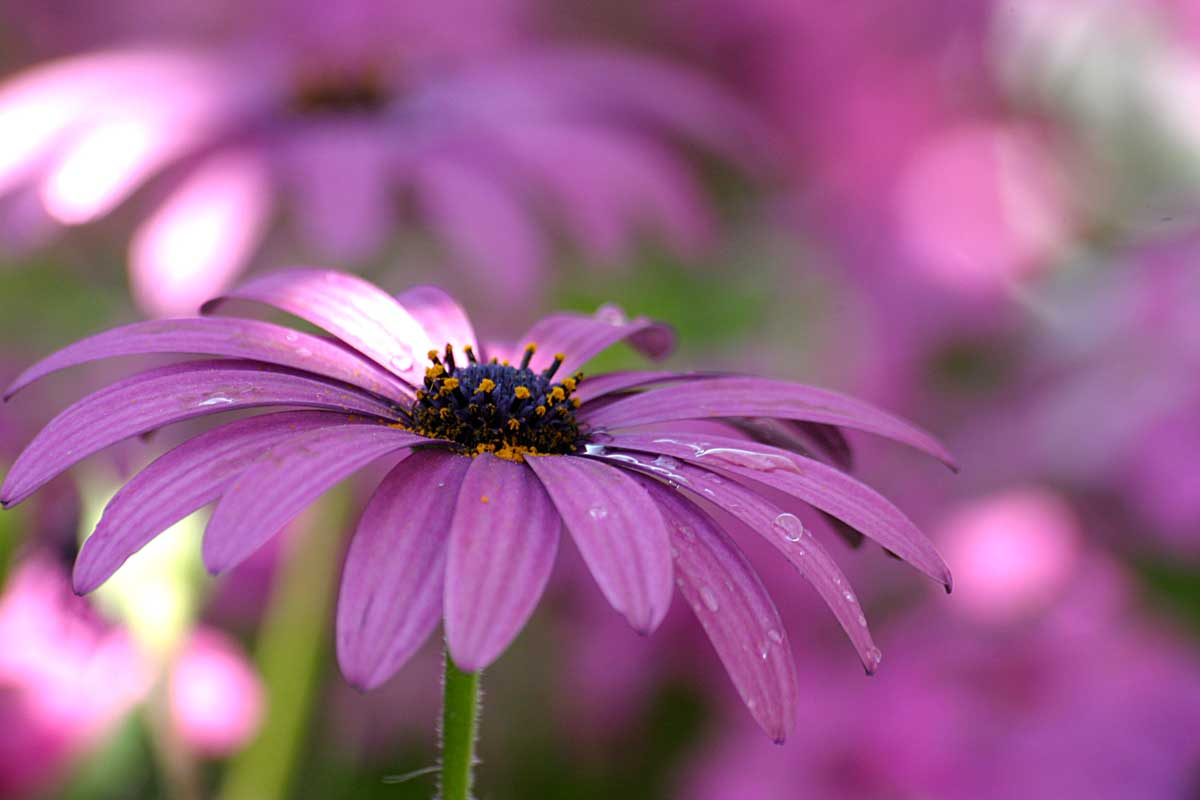 Gerbera