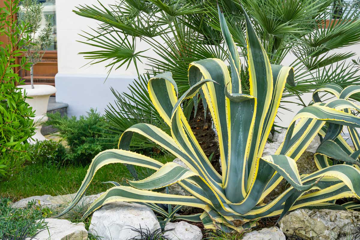 Agave americain dans le jardin.