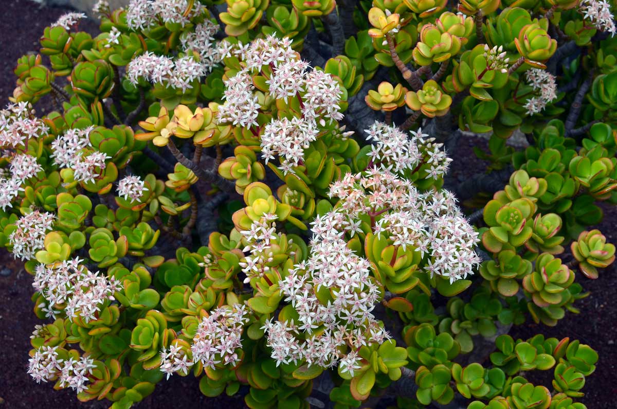 Crassula ovata