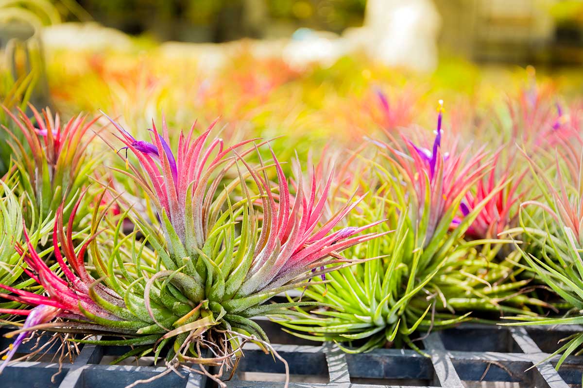 Tillandsia