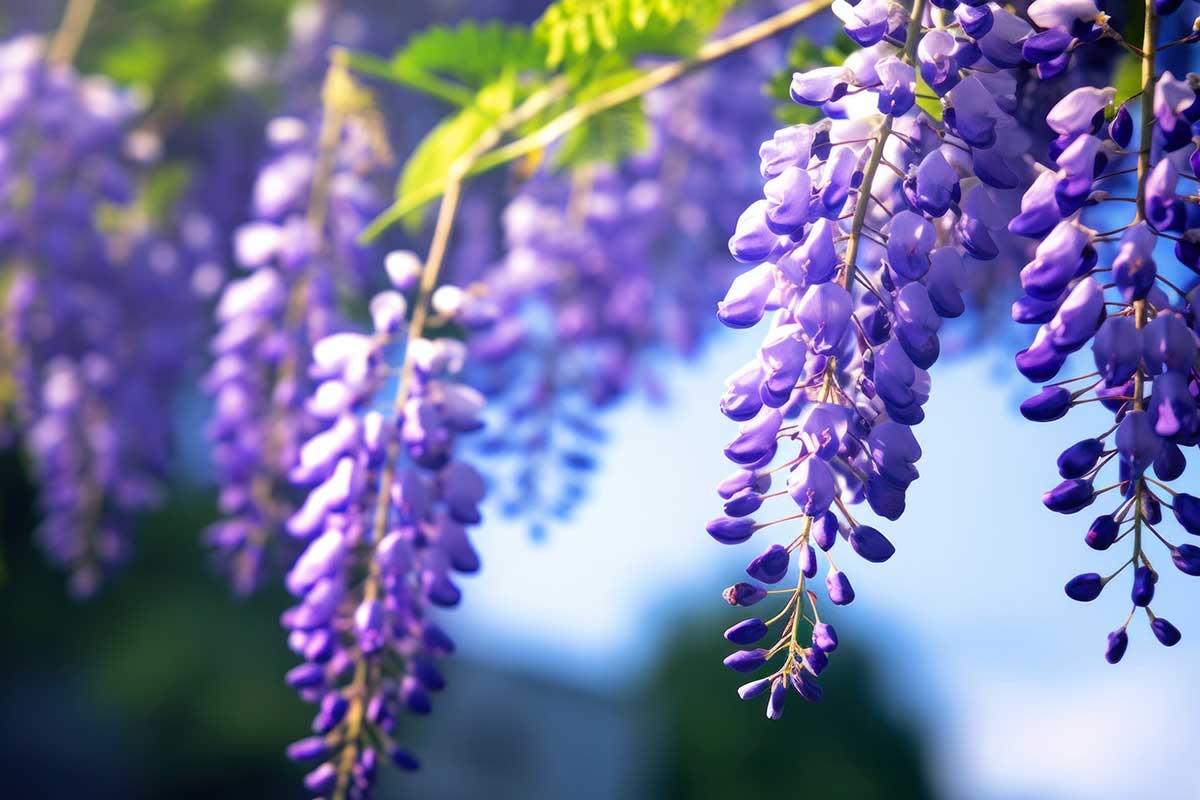 Glycine Bleue