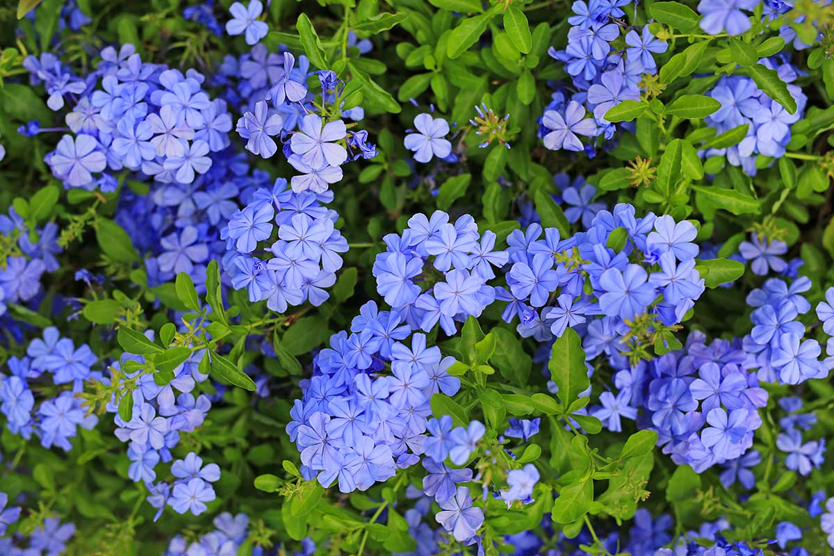 Plumbago