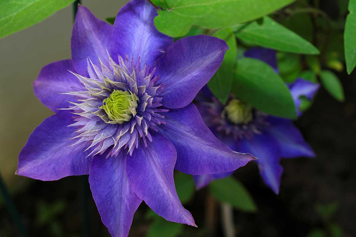 Clématite Bleue