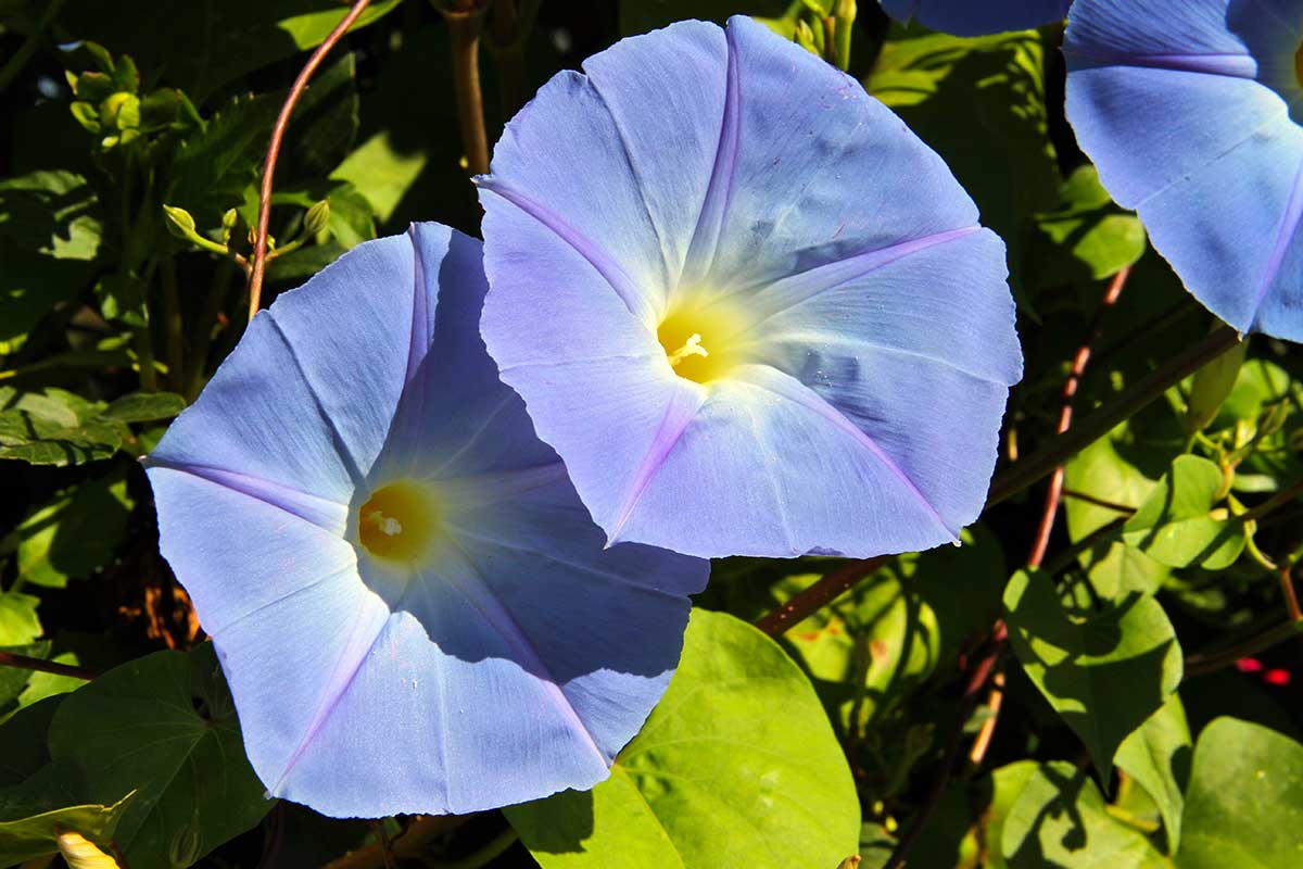 plante grimpantes aux fleurs bleues